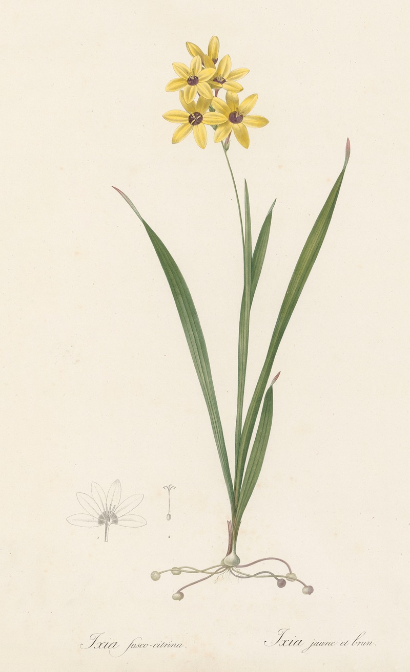 Ixia fusco-citrina by Pierre-Joseph Redouté, 1802-1816 — digital art print download