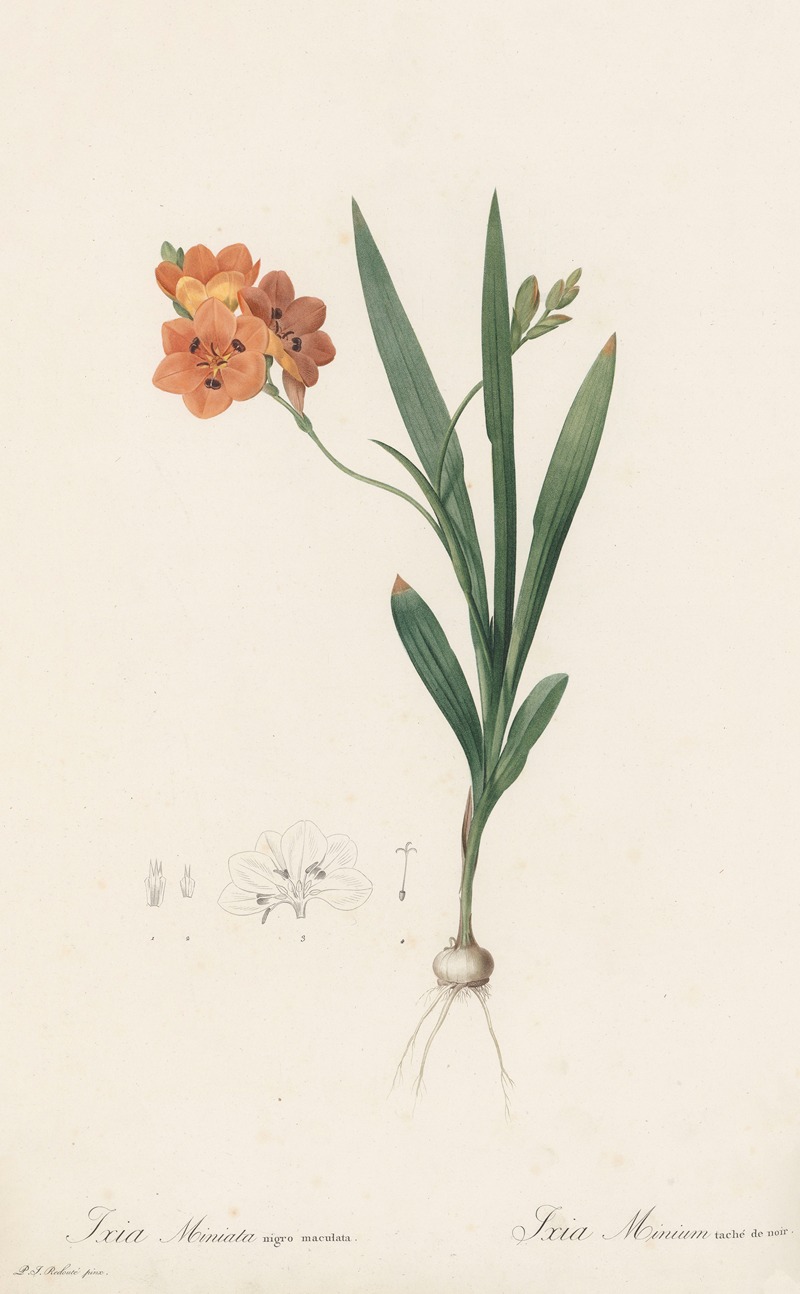 Ixia miniata by Pierre-Joseph Redouté, 1802-1816 — digital art print download
