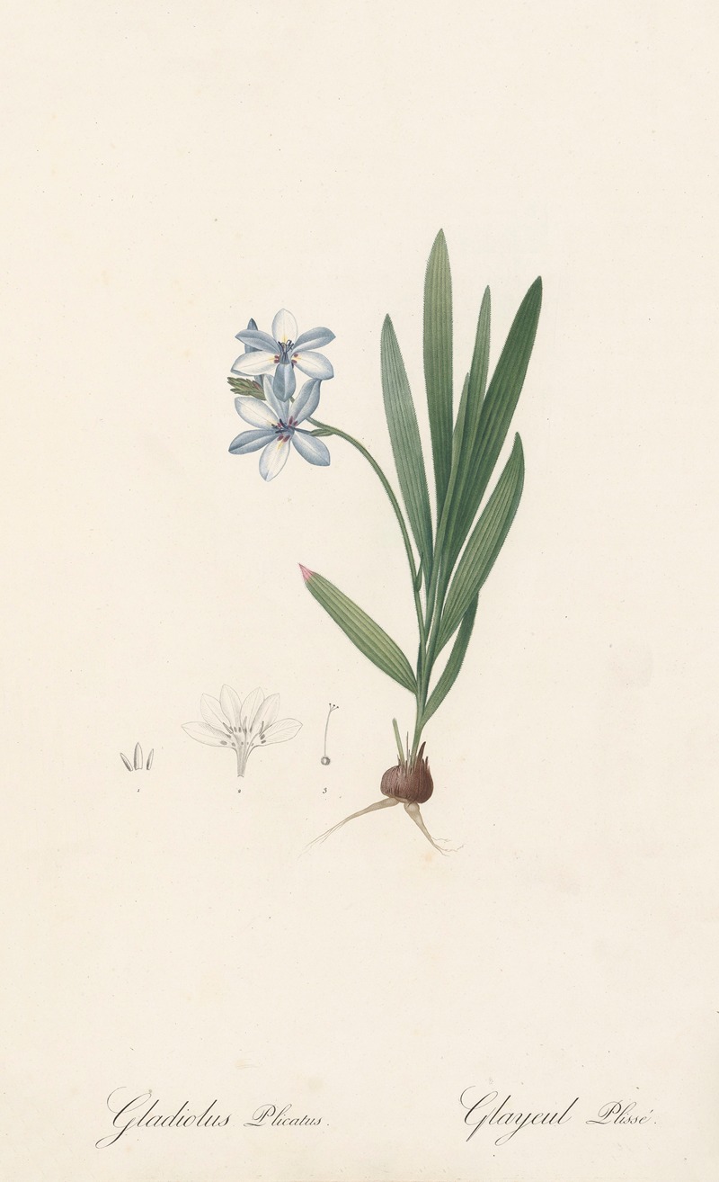 Gladiolus plicatus by Pierre-Joseph Redouté, 1802-1816 — digital art print download