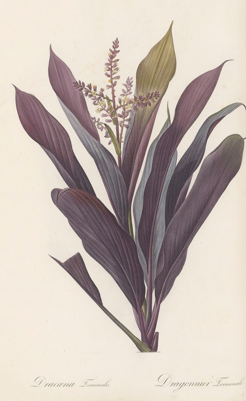 Dracoena terminalis by Pierre-Joseph Redouté, 1802-1816 — digital art print download
