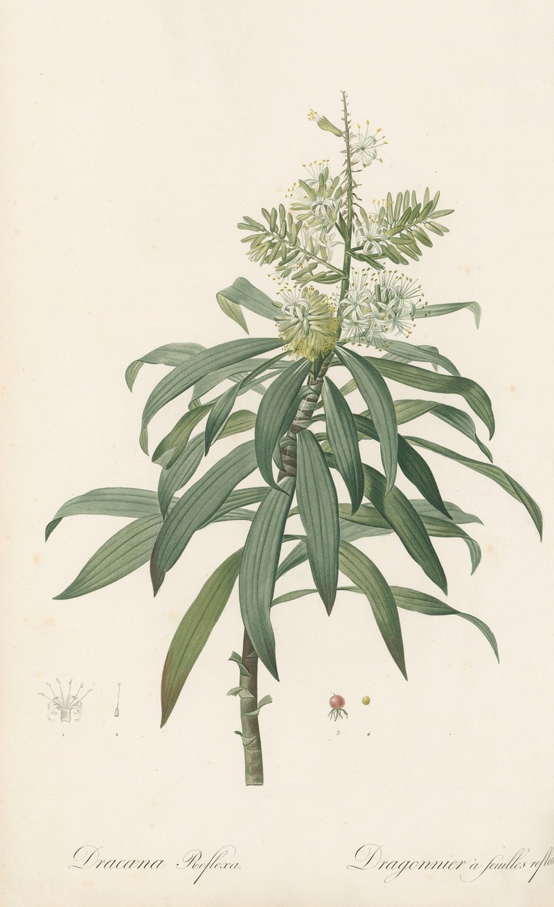 Dracoena reflexa by Pierre-Joseph Redouté, 1802-1816 — digital art print download