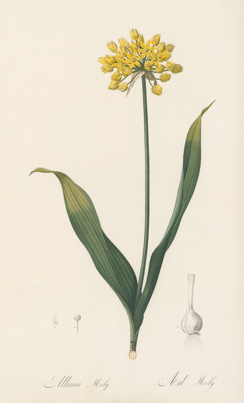 Allium Moly by Pierre-Joseph Redouté, 1802-1816 — digital art print download