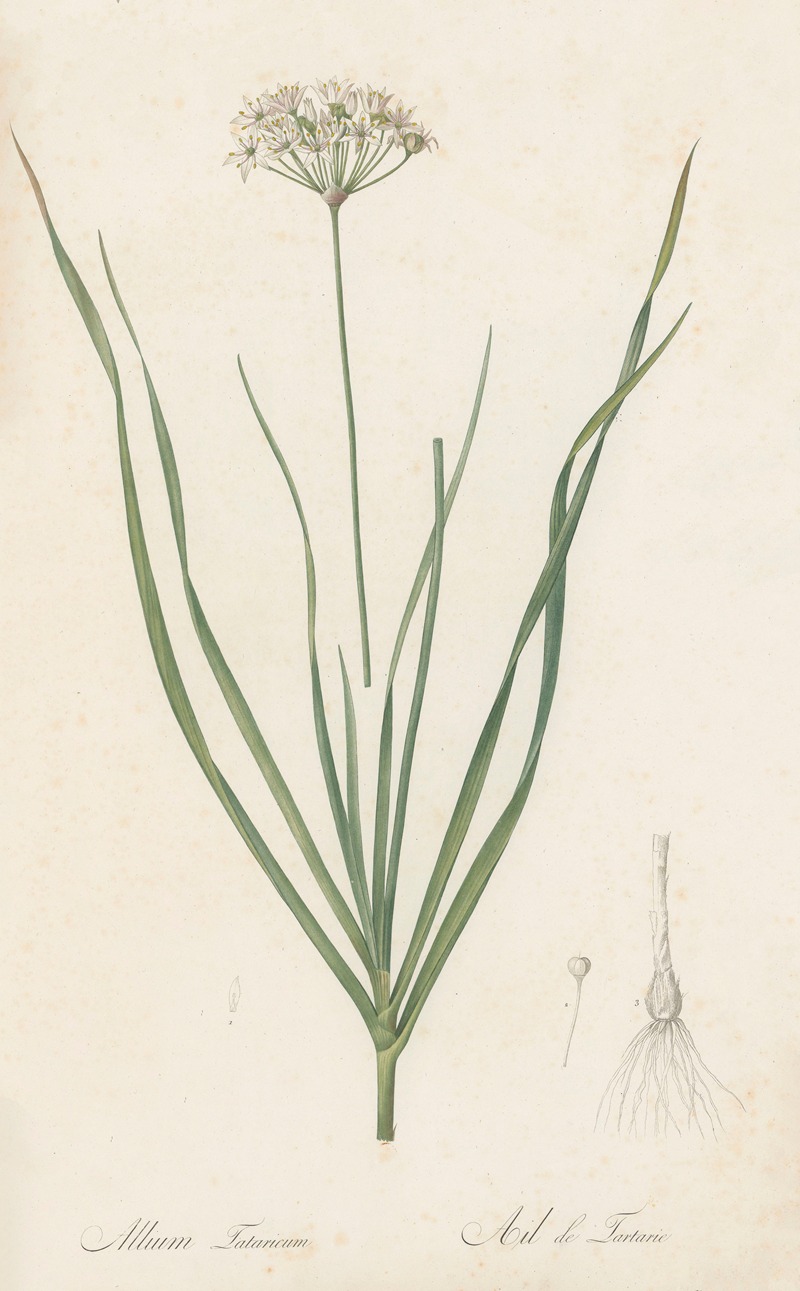 Allium tartaricum by Pierre-Joseph Redouté, 1802-1816 — digital art print download
