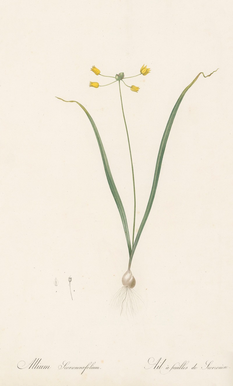 Allium scorzoneraefolium by Pierre-Joseph Redouté, 1802-1816 — digital art print download