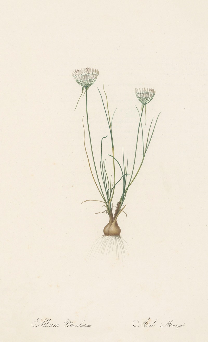 Allium moschatum by Pierre-Joseph Redouté, 1802-1816 — digital art print download