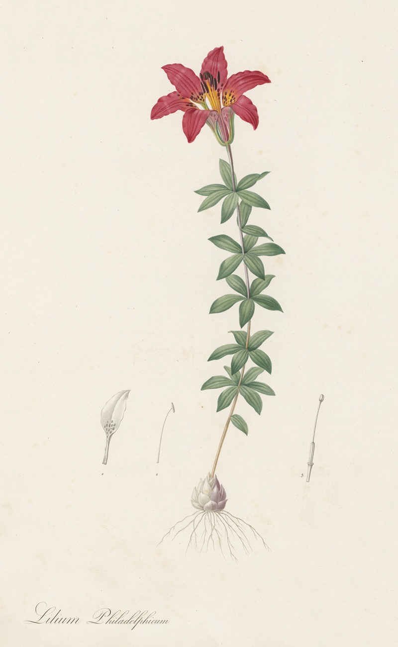 Lilium philadelphicum by Pierre-Joseph Redouté, 1802-1816 — digital art print download