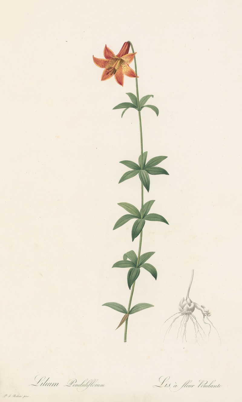 Lilium penduliflorum by Pierre-Joseph Redouté, 1802-1816 — digital art print download