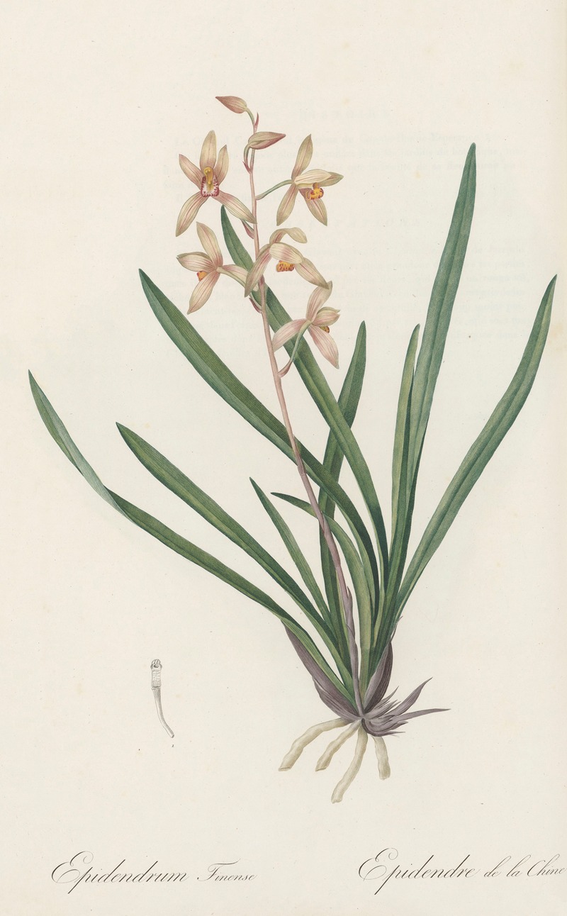 Epidendrum sinense by Pierre-Joseph Redouté, 1802-1816 — digital art print download