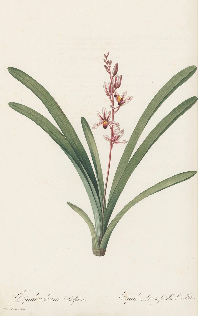 Epidendrum aloifolium by Pierre-Joseph Redouté, 1802-1816 — digital art print download