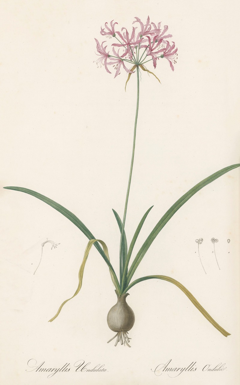 Amaryllis undulata by Pierre-Joseph Redouté, 1802-1816 — digital art print download