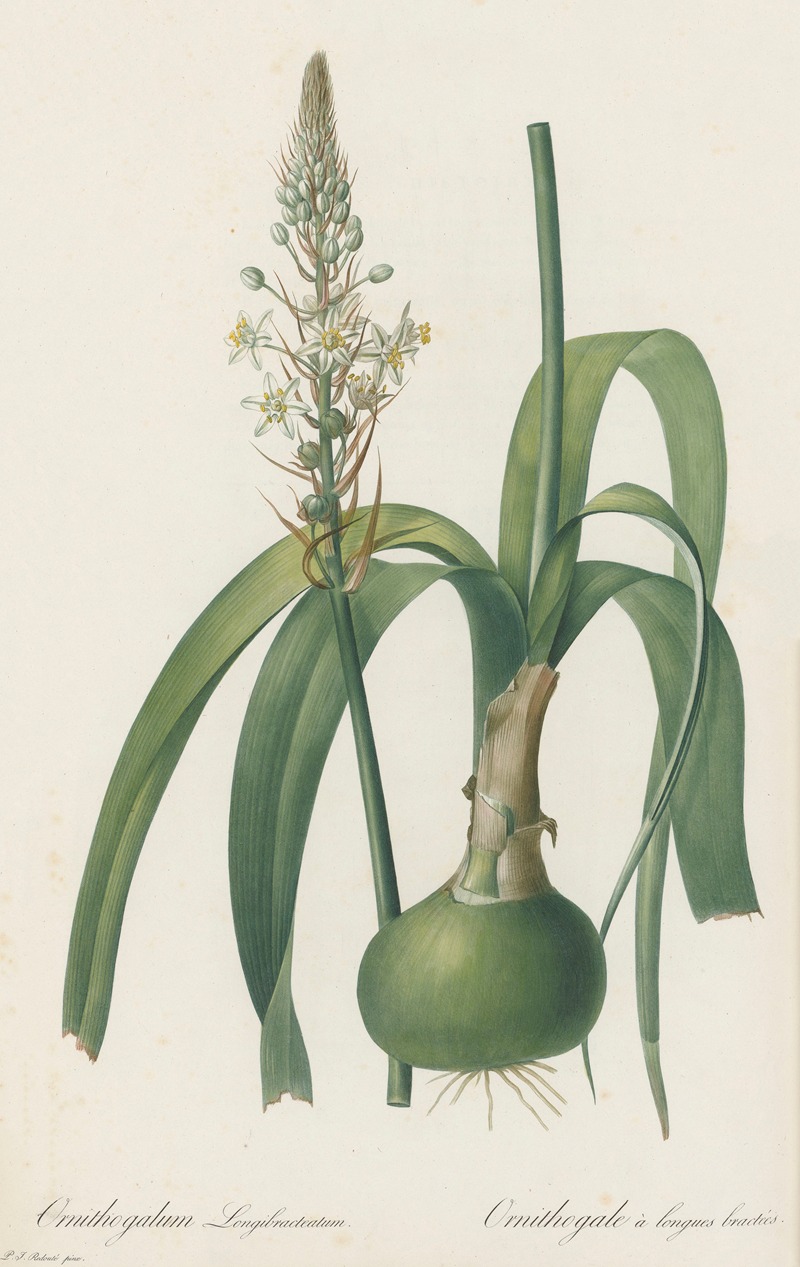 Ornithogalum longibracteatum — Pierre-Joseph Redouté