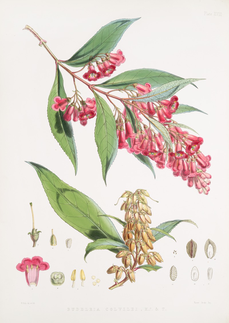 Buddleia Colvilei, H.f. & T. — Walter Hood Fitch
