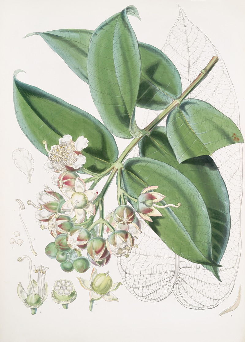 Duabanga Sonneratioides, Ham. by Walter Hood Fitch, 1855 — digital art print download