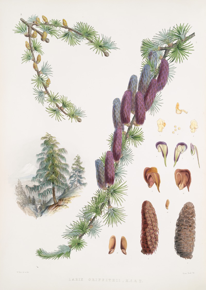 Larix Griffithii, H.f. & T. by Walter Hood Fitch, 1855 — digital art print download