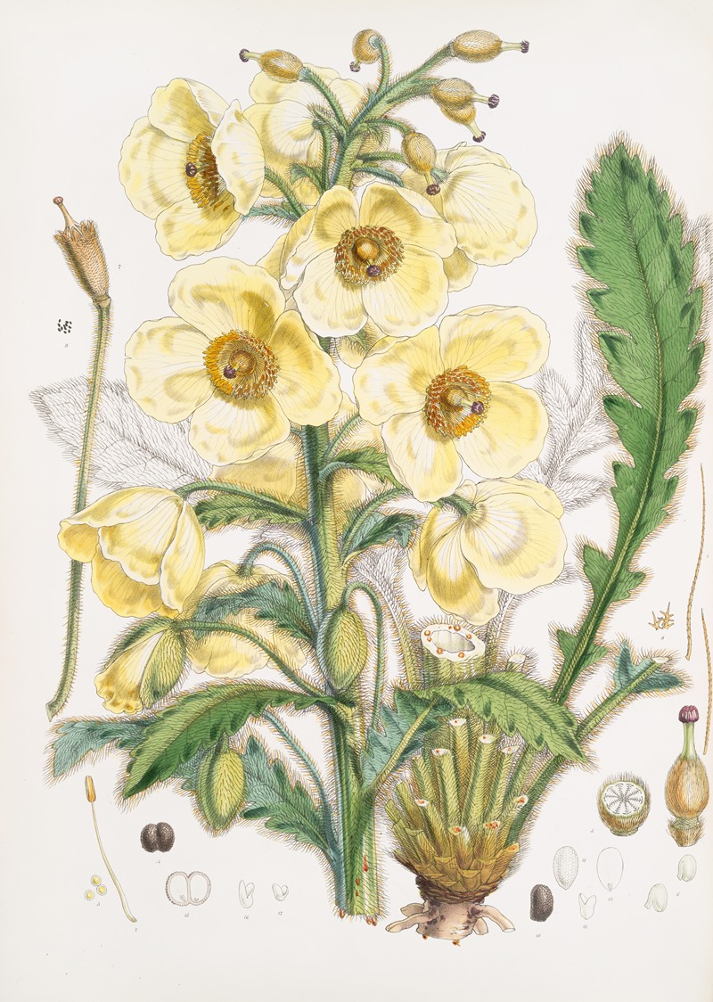 Meconopsis Nepalensis, dc. by Walter Hood Fitch, 1855 — digital art print download