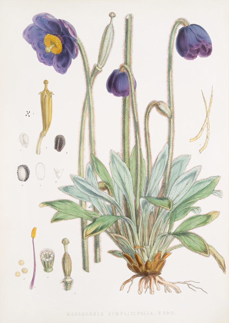 Meconopsis Simplicifolia, H. f. et T. — Walter Hood Fitch