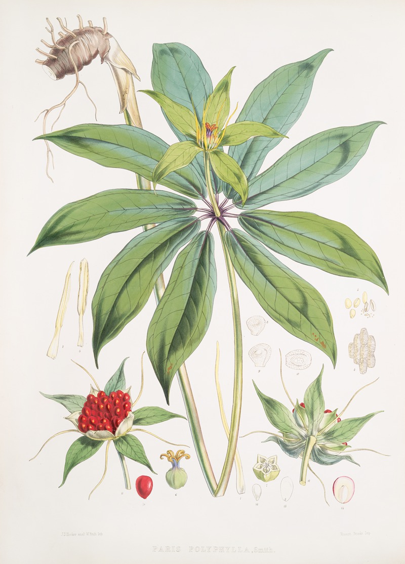Paris Polyphylla, Smit. by Walter Hood Fitch, 1855 — digital art print download