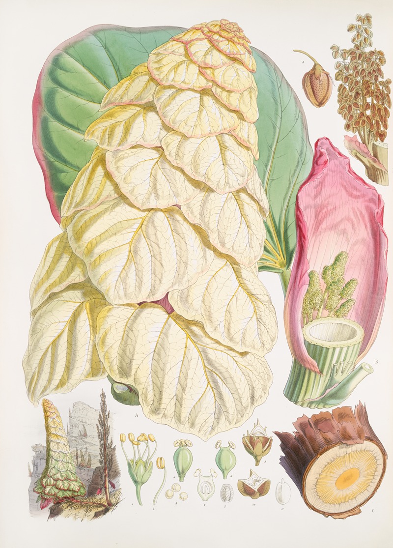 Rheum Nobile, H.f. & T. — Walter Hood Fitch