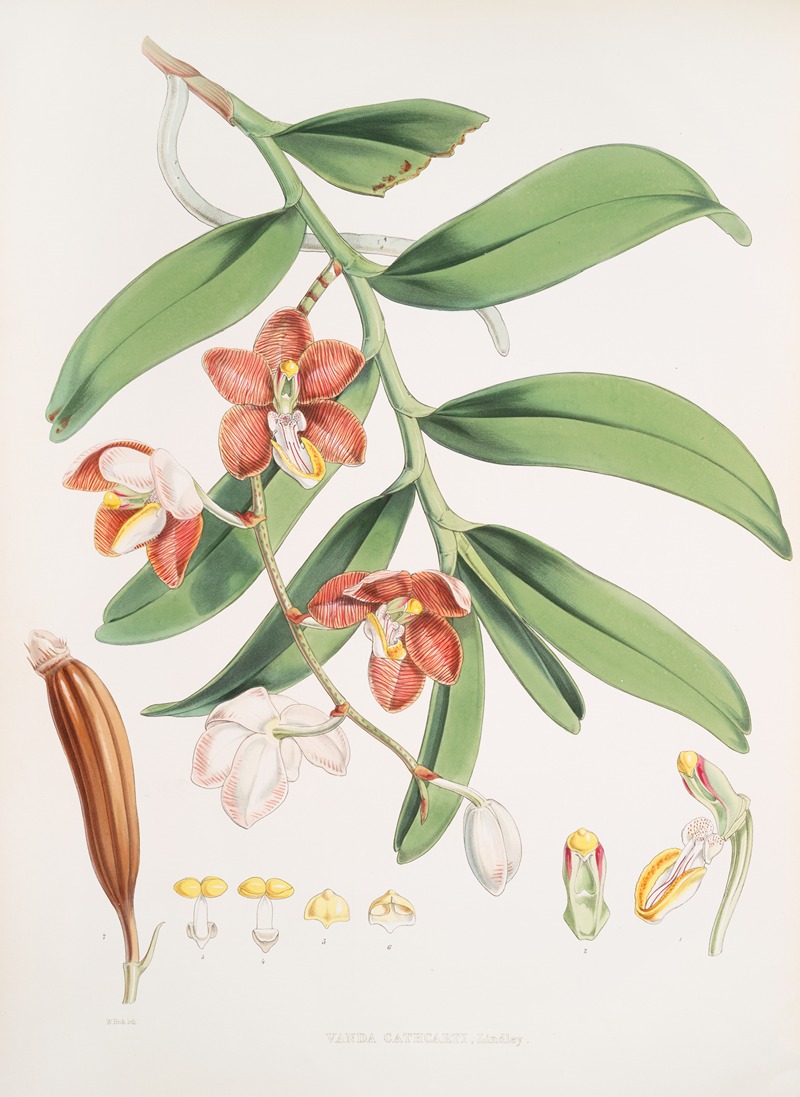 Vanda Cathcarti, Lindley. by Walter Hood Fitch, 1855 — digital art print download