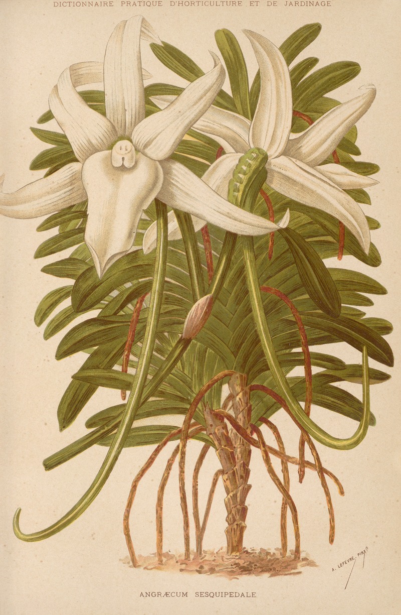 Angraecum Sesquipedale by George Nicholson, 1893 — digital art print download