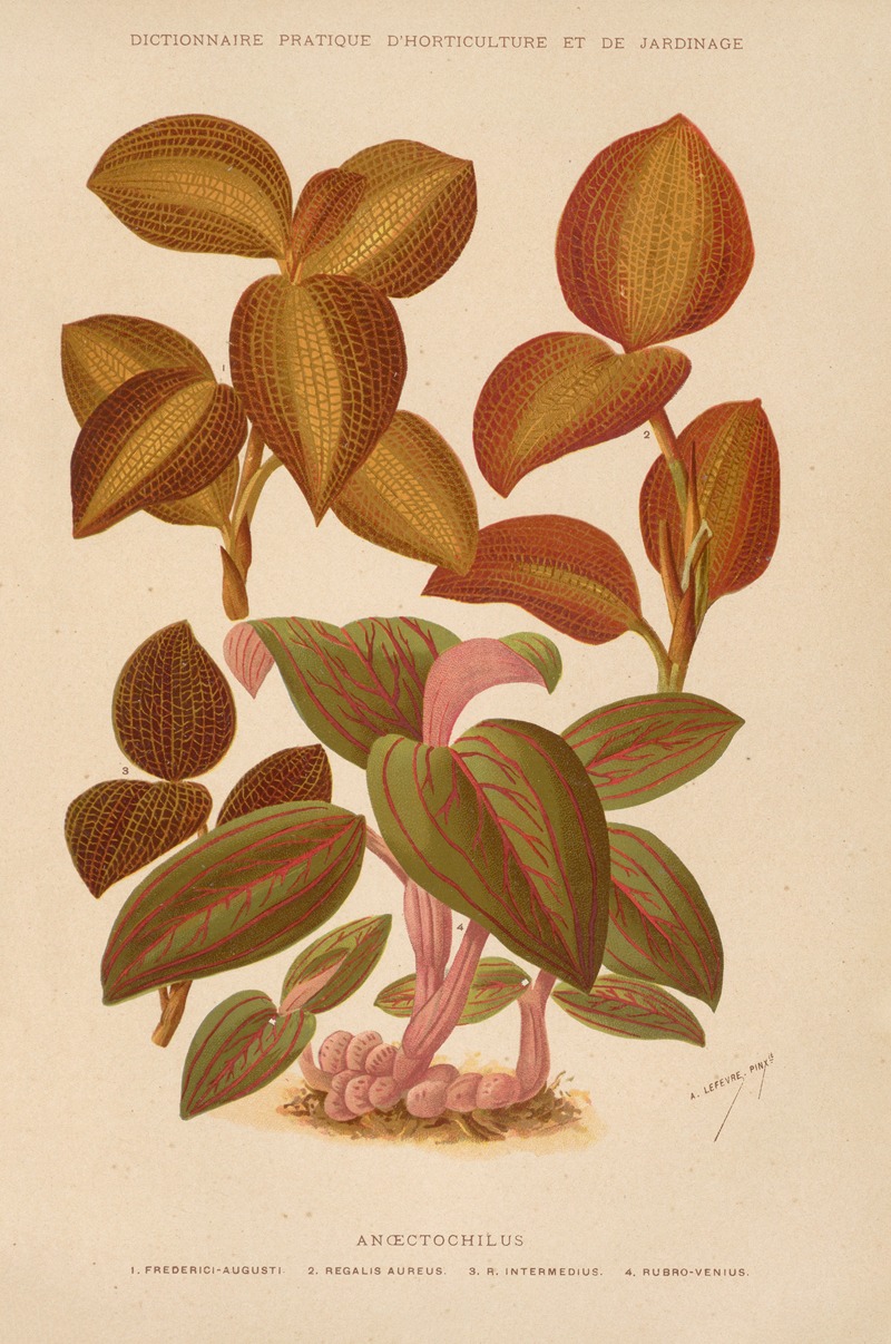 Anoectochilus by George Nicholson, 1893 — digital art print download