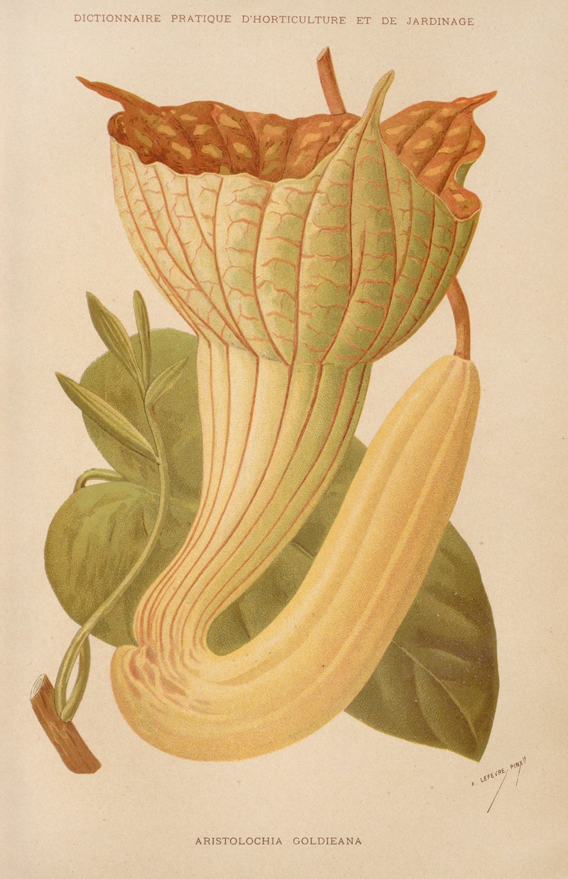 Aristolochia Goldieana — George Nicholson