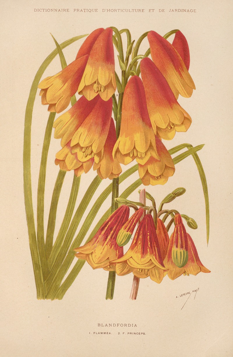 Blandfordia by George Nicholson, 1893 — digital art print download