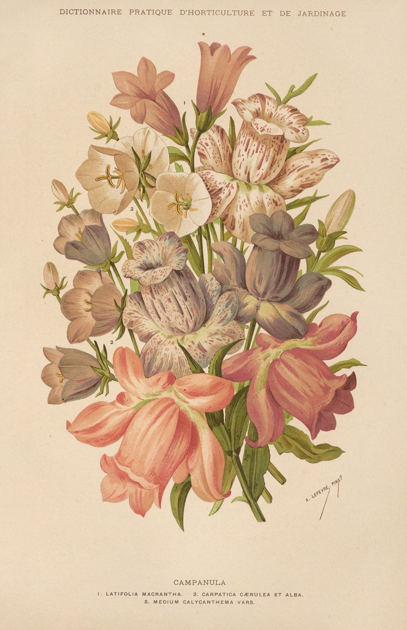 Campanula by George Nicholson, 1893 — digital art print download