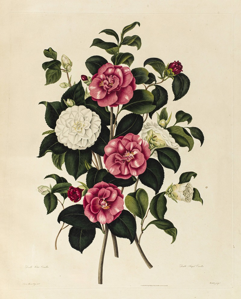 Double White Camellia, Double Striped Camellia — Clara Maria Pope