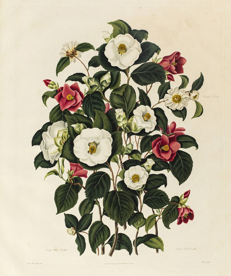 Single White Camellia, Single Red Camellia, Sasanqua Camellia — Clara Maria Pope