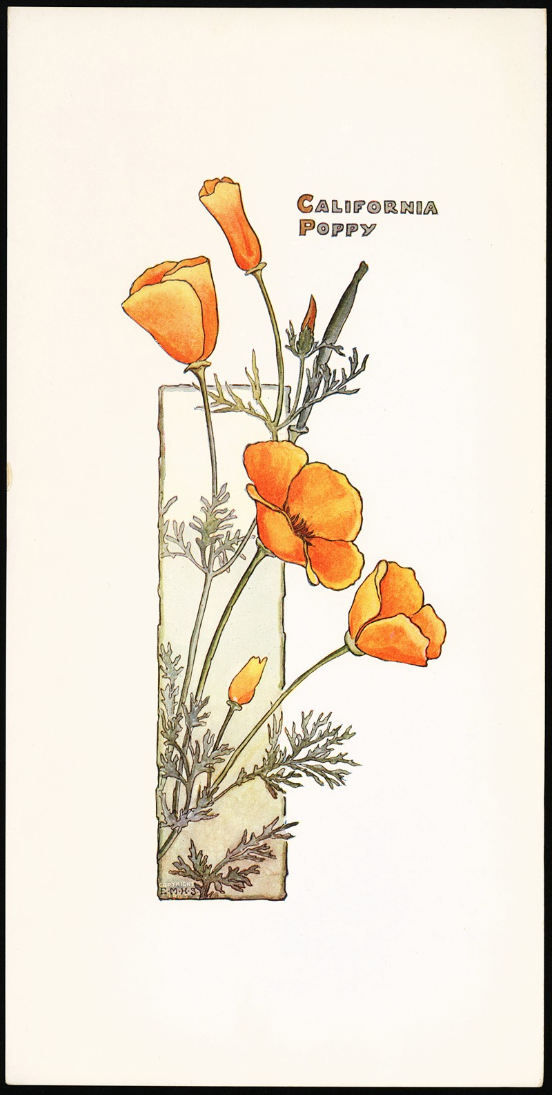 California Poppy by Elizabeth Moore Hallowell, 1905 — digital art print download