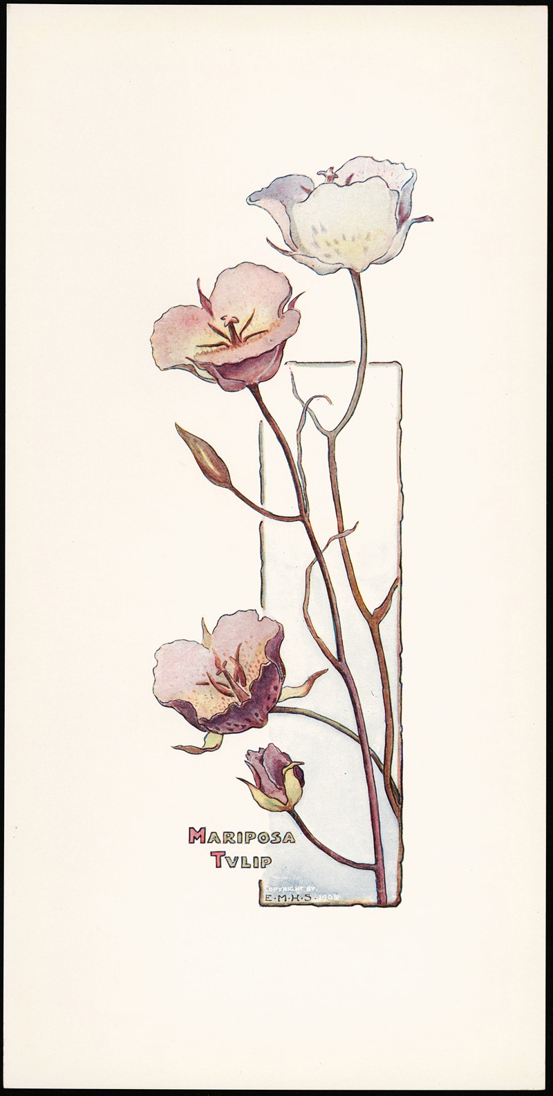 Mariposa Tulip by Elizabeth Moore Hallowell, 1905 — digital art print download