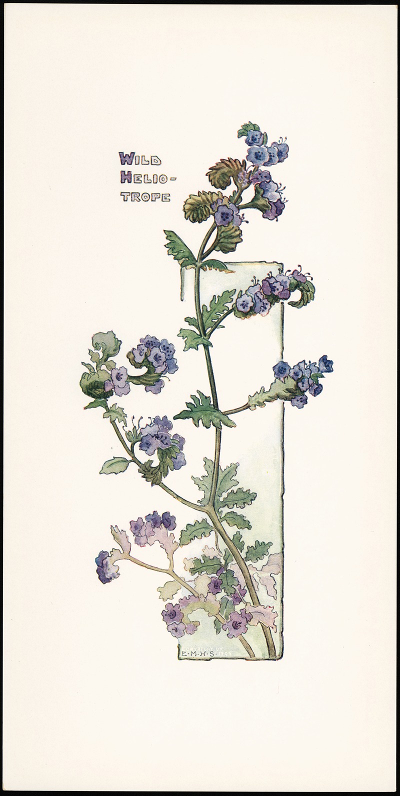Wild Heliotrope by Elizabeth Moore Hallowell, 1905 — digital art print download