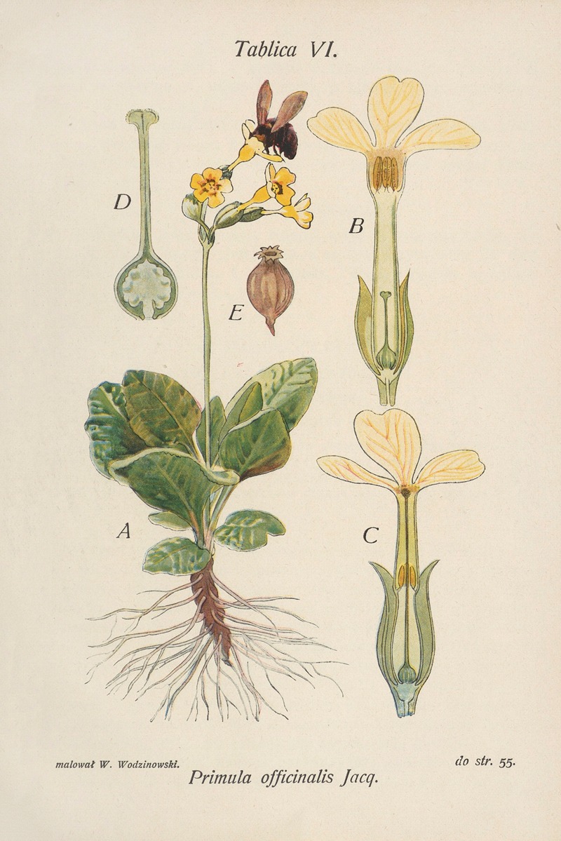 Primula officinalis by Józef Rostafiński, 1904 — digital art print download