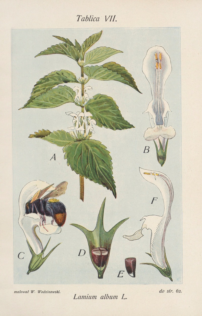 Lamium album by Józef Rostafiński, 1904 — digital art print download