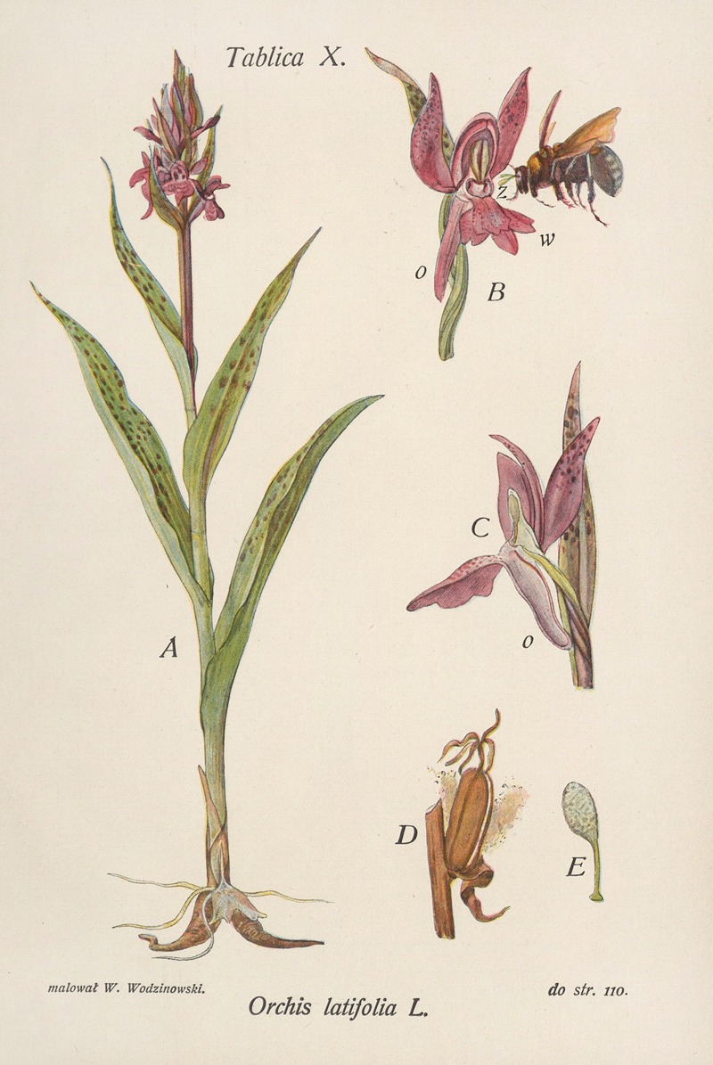 Orchis latifolia by Józef Rostafiński, 1904 — digital art print download