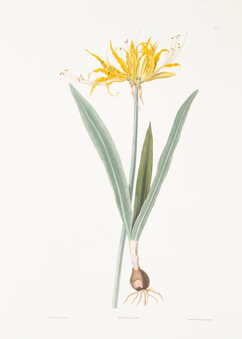 Nerine aurea by Priscilla Susan Bury, 1834 — digital art print download
