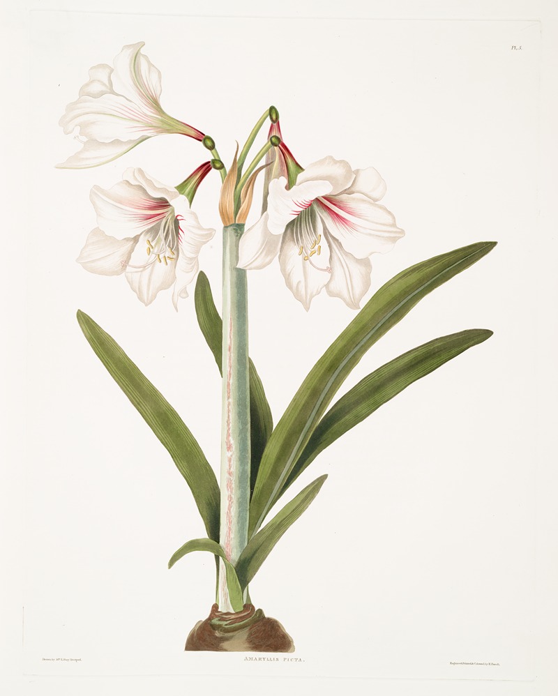 Amaryllis picta by Priscilla Susan Bury, 1834 — digital art print download