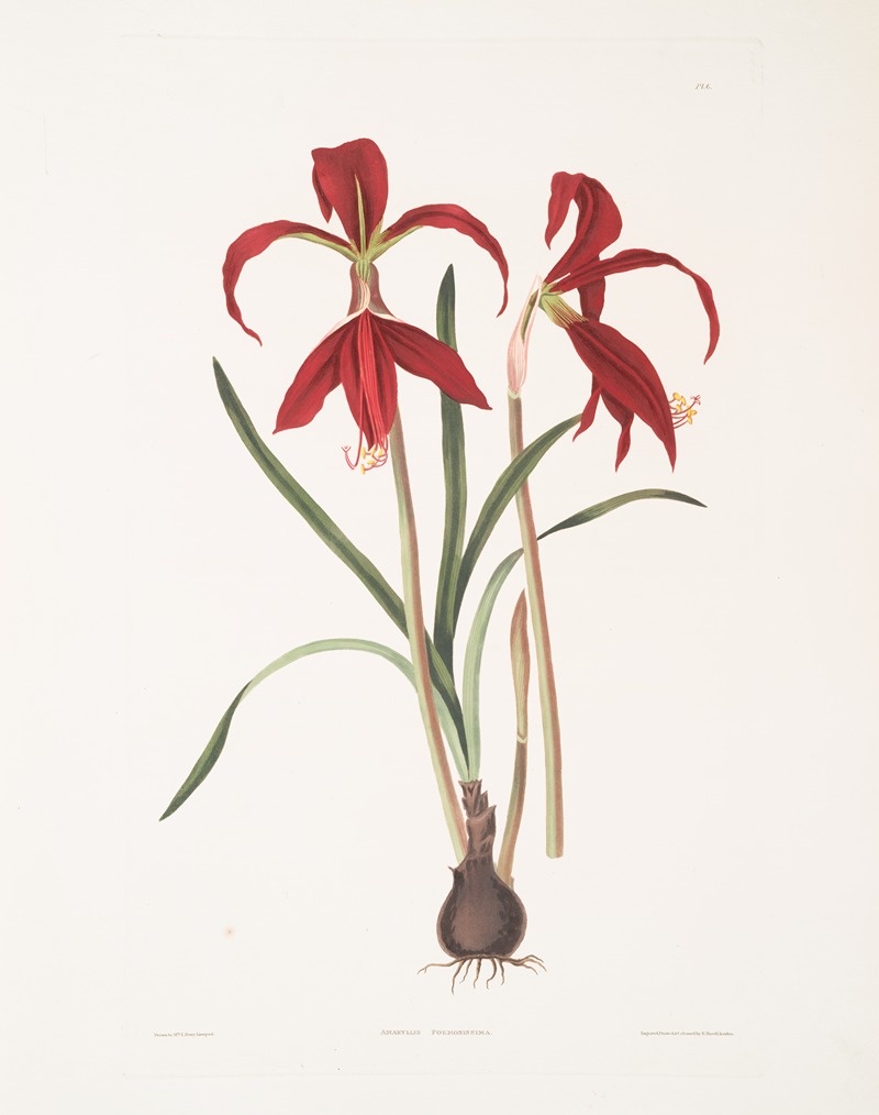 Amaryllis Formosissima by Priscilla Susan Bury, 1834 — digital art print download