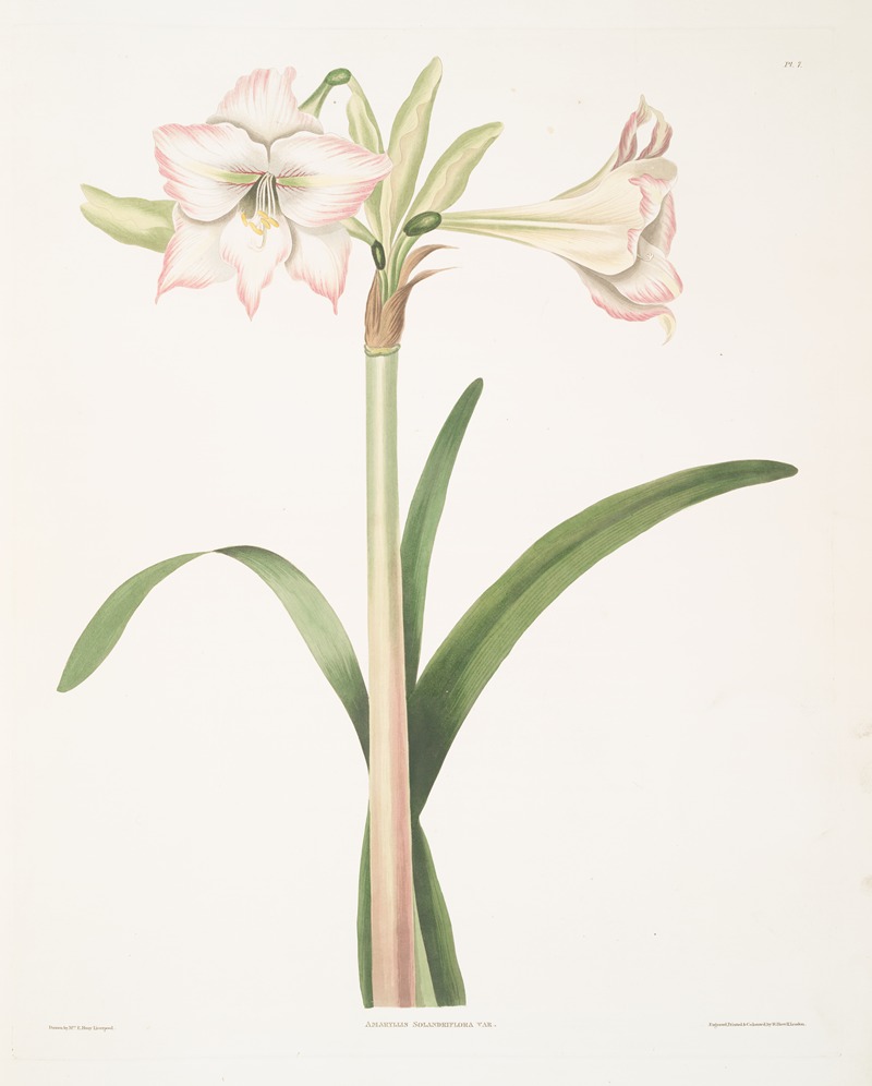 Amaryllis solandriflora var. by Priscilla Susan Bury, 1834 — digital art print download