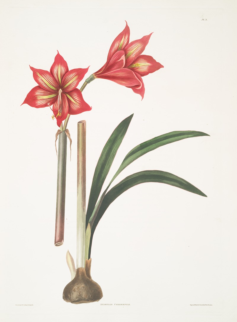 Amaryllis correiensis by Priscilla Susan Bury, 1834 — digital art print download