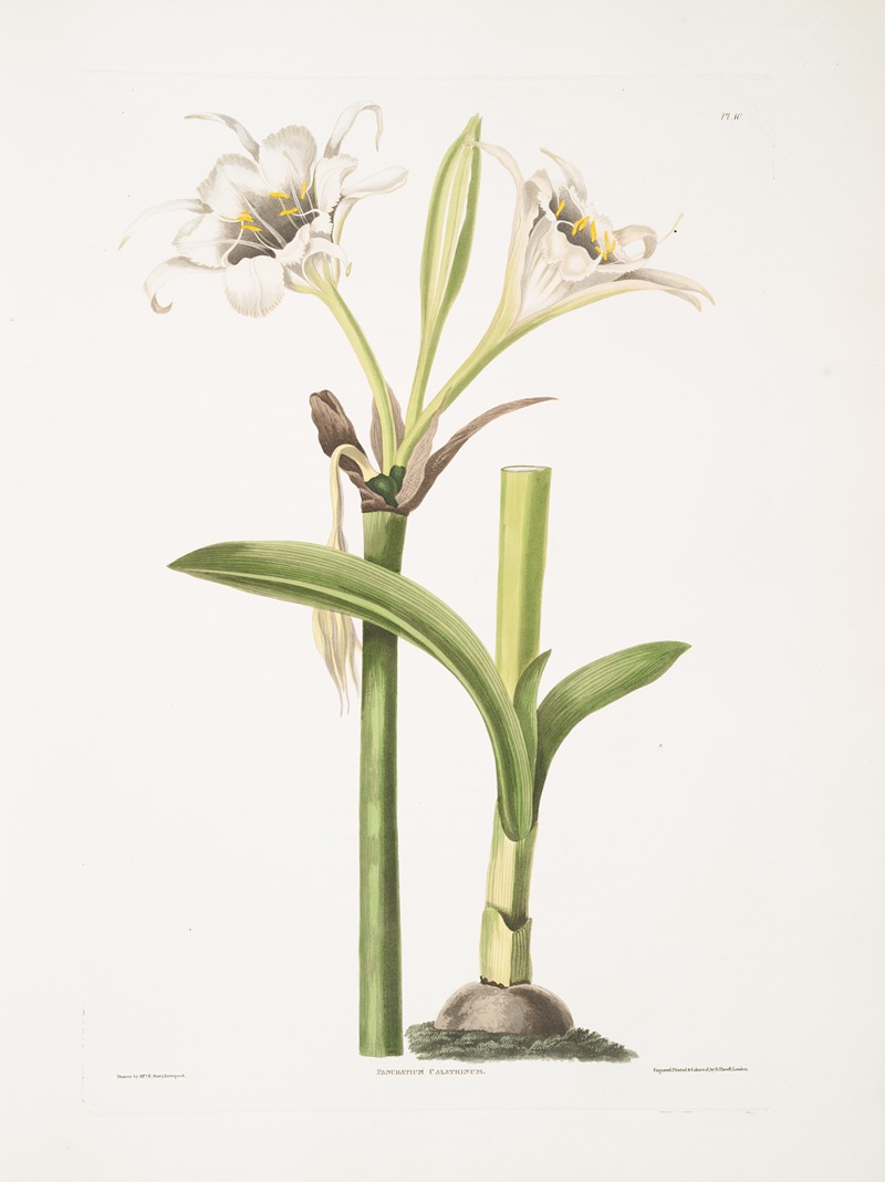 Pancratium calathinum by Priscilla Susan Bury, 1834 — digital art print download