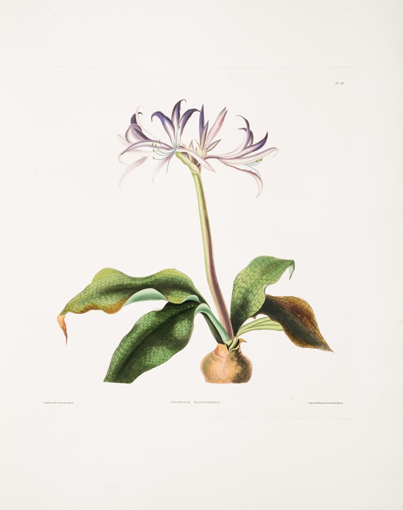 Griffinia hyacinthina by Priscilla Susan Bury, 1834 — digital art print download