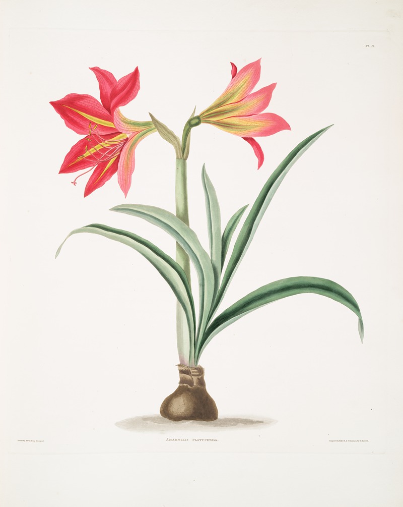 Amryllis platypetala by Priscilla Susan Bury, 1834 — digital art print download