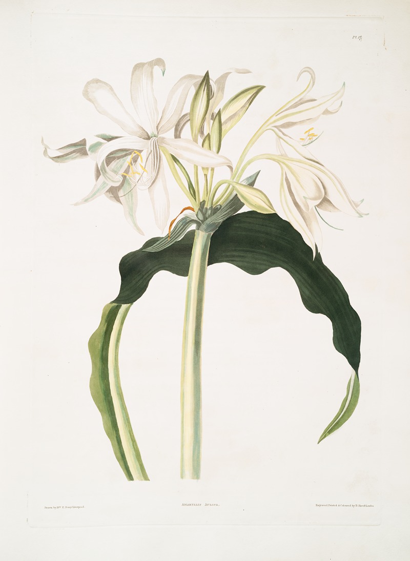Amaryllis aulica by Priscilla Susan Bury, 1834 — digital art print download