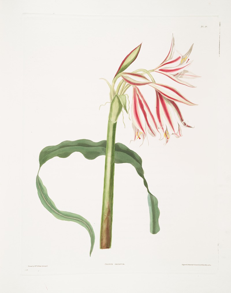 Crinum ornatum by Priscilla Susan Bury, 1834 — digital art print download