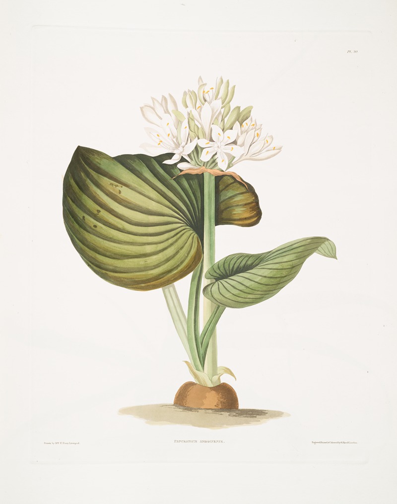 Pancratium amboinense by Priscilla Susan Bury, 1834 — digital art print download