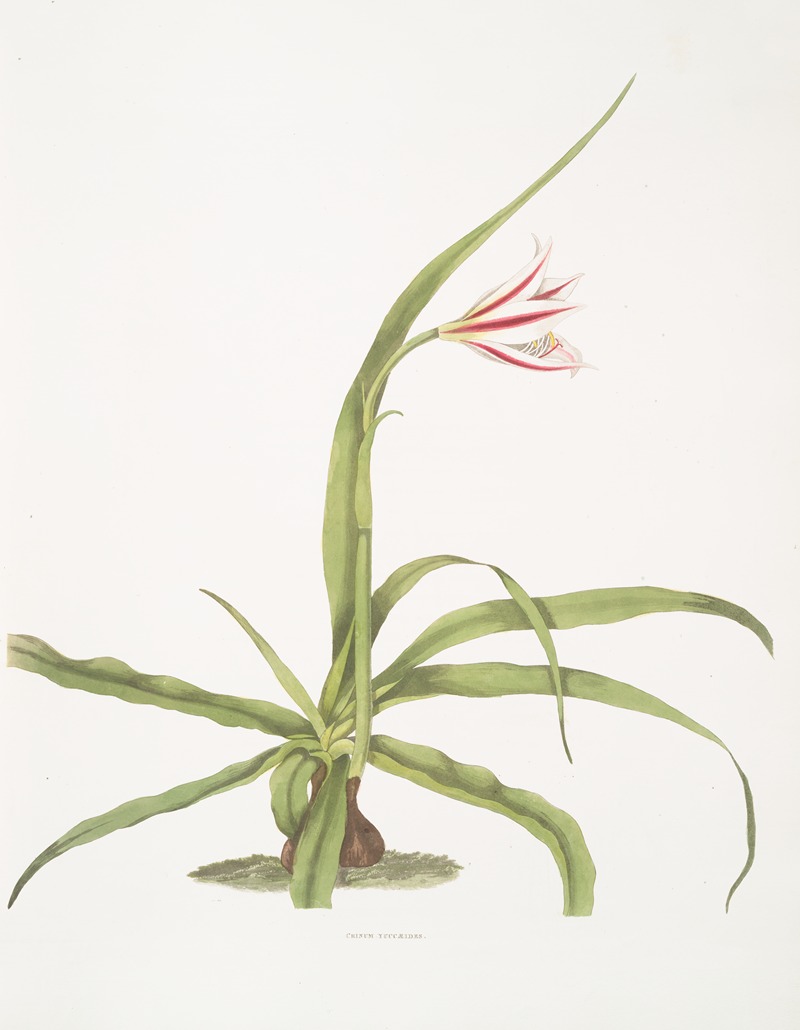 Crinum yuccæides by Priscilla Susan Bury, 1834 — digital art print download