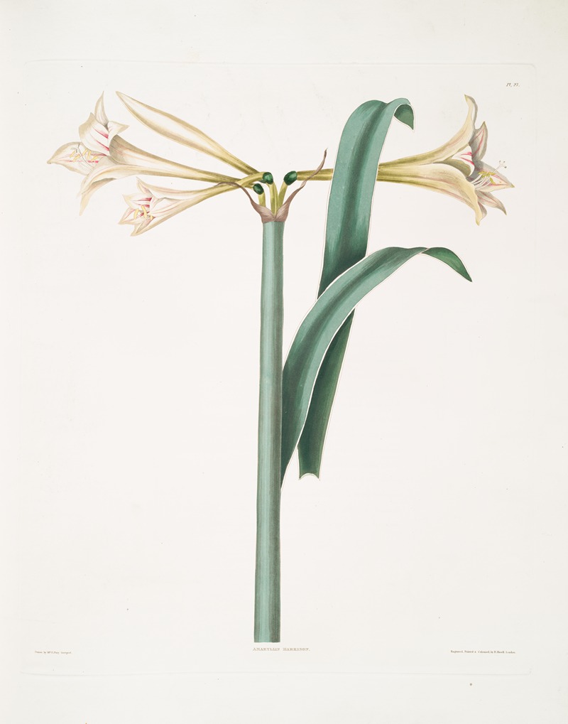 Amaryllis Harrisoni by Priscilla Susan Bury, 1834 — digital art print download
