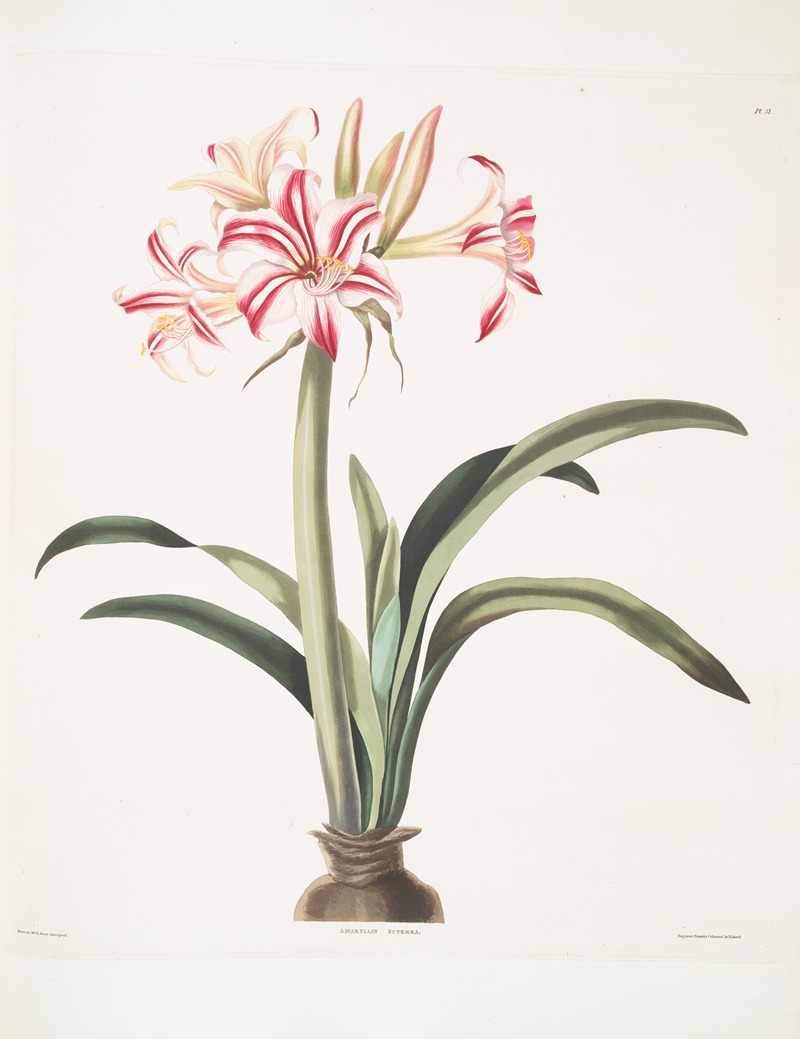 Ameryllis superba (vittata) by Priscilla Susan Bury, 1834 — digital art print download